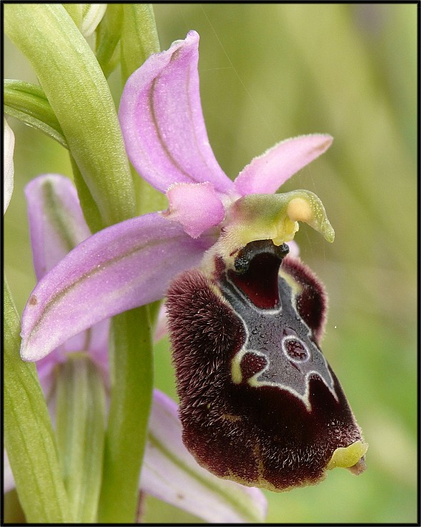 Ophrys apulicaXOphrys bertolonii